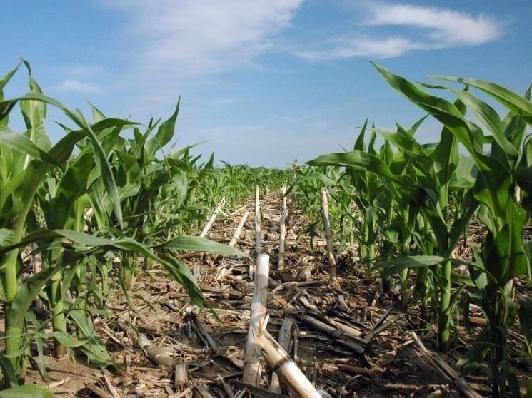 Методы No-till также помогают предотвратить деградацию земель. На полях, которые слишком долго оставались под паром, почва может уплотняться и испытывать дефицит питательных веществ. При использовании no-till структура почвы сохраняется, что предотвращает дальнейшее ухудшение и позволяет быстрее вернуть ее в продуктивное использование. Кроме того, культуры, высаженные на no-till-полях, часто демонстрируют повышенную устойчивость к засухе благодаря лучшему удержанию влаги в почве.