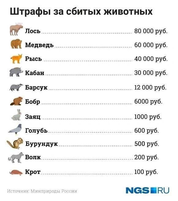 Наказания и штрафы: Что вас может ожидать за убийство животных