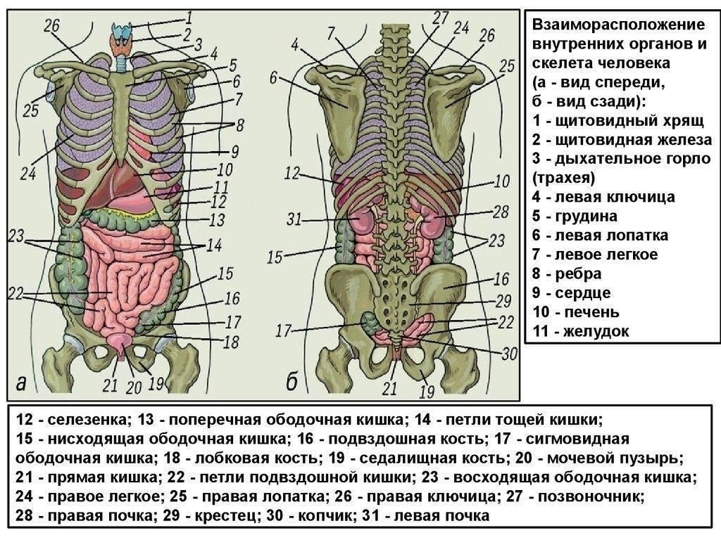 Понимание положений Расписания болезней